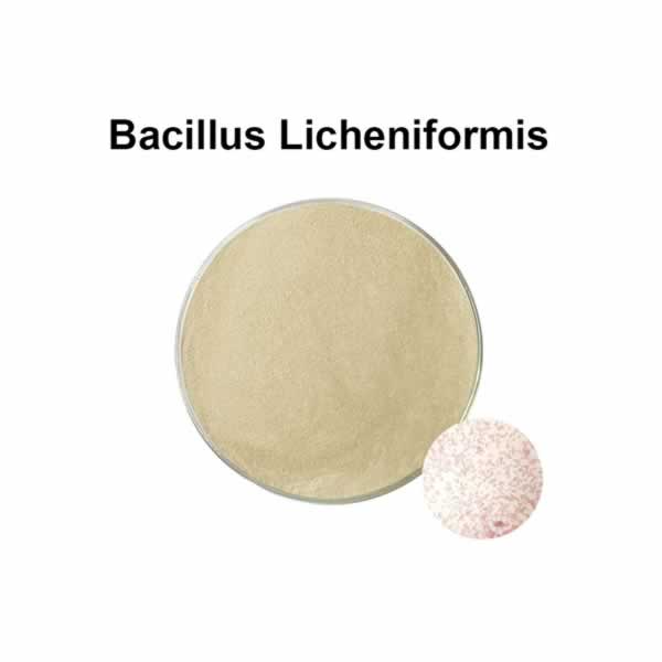 Probiotiques Bacillus Licheniformis, supplément de 100 milliards de probiotiques