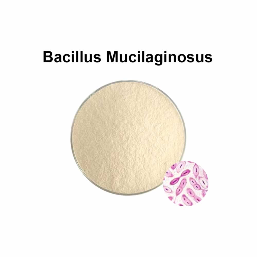 Bacillus mucilaginosus