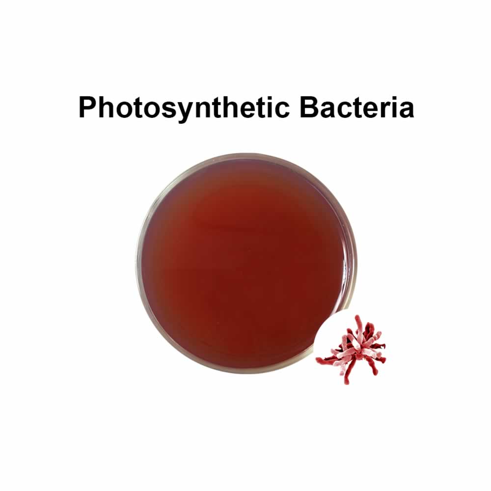 Bactéries photosynthétiques