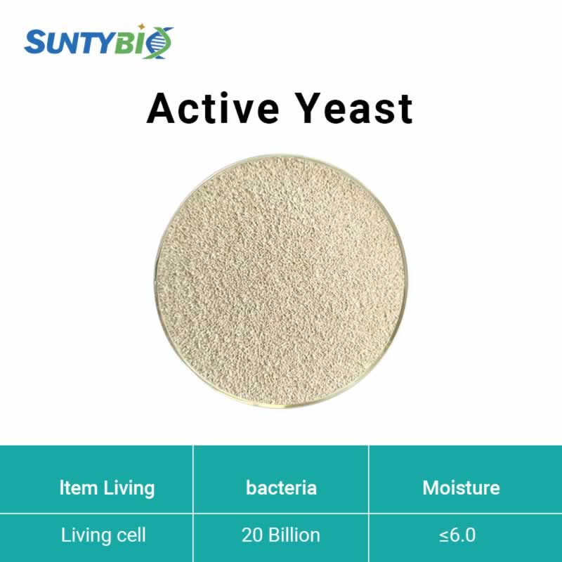 Levure active (Saccharomyces cerevisiae)