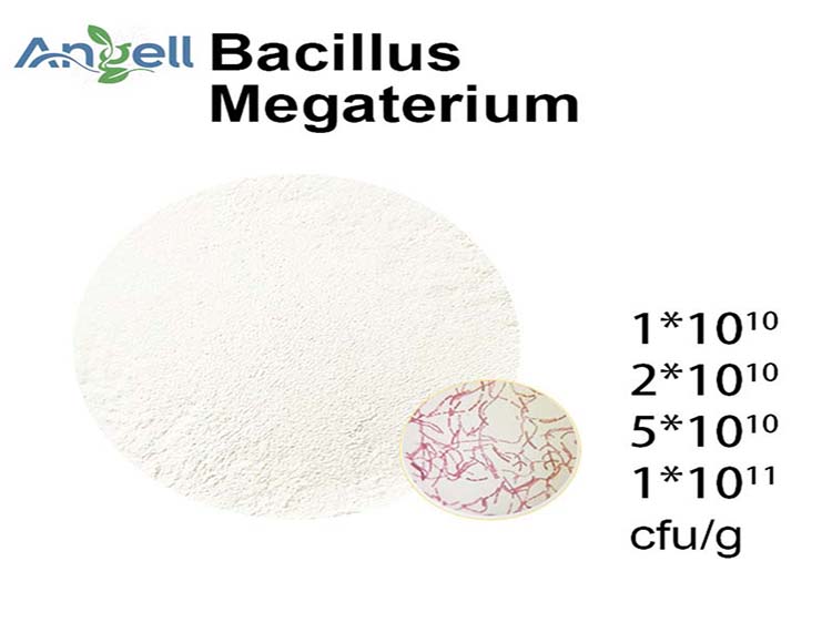 Bacillus megaterium est un probiotique utilisé en santé animale et en agriculture.