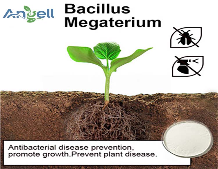 Bacillus megaterium est un probiotique utilisé en santé animale et en agriculture.