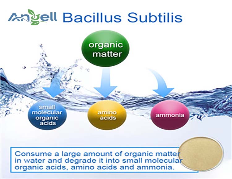 Bacillus probiotiques : Bacillus subtilis est un micro-organisme bénéfique pour la santé intestinale